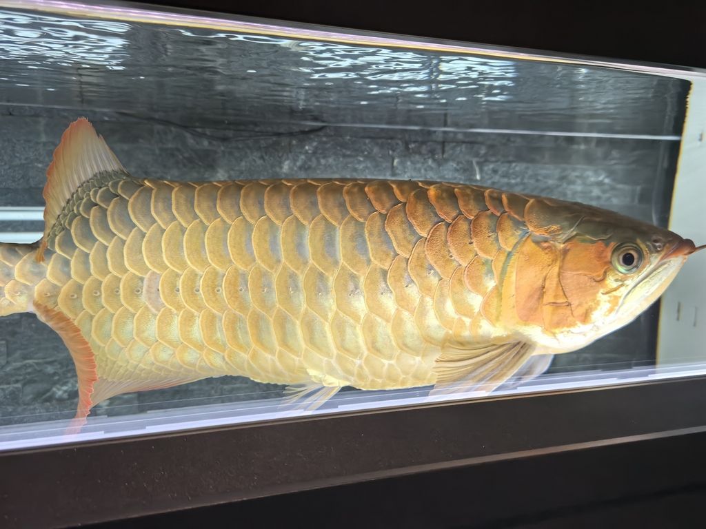 第一天上側燈 龍魚論壇 第7張 第一天上側燈 第一天上側燈 龍魚論壇 第7張
