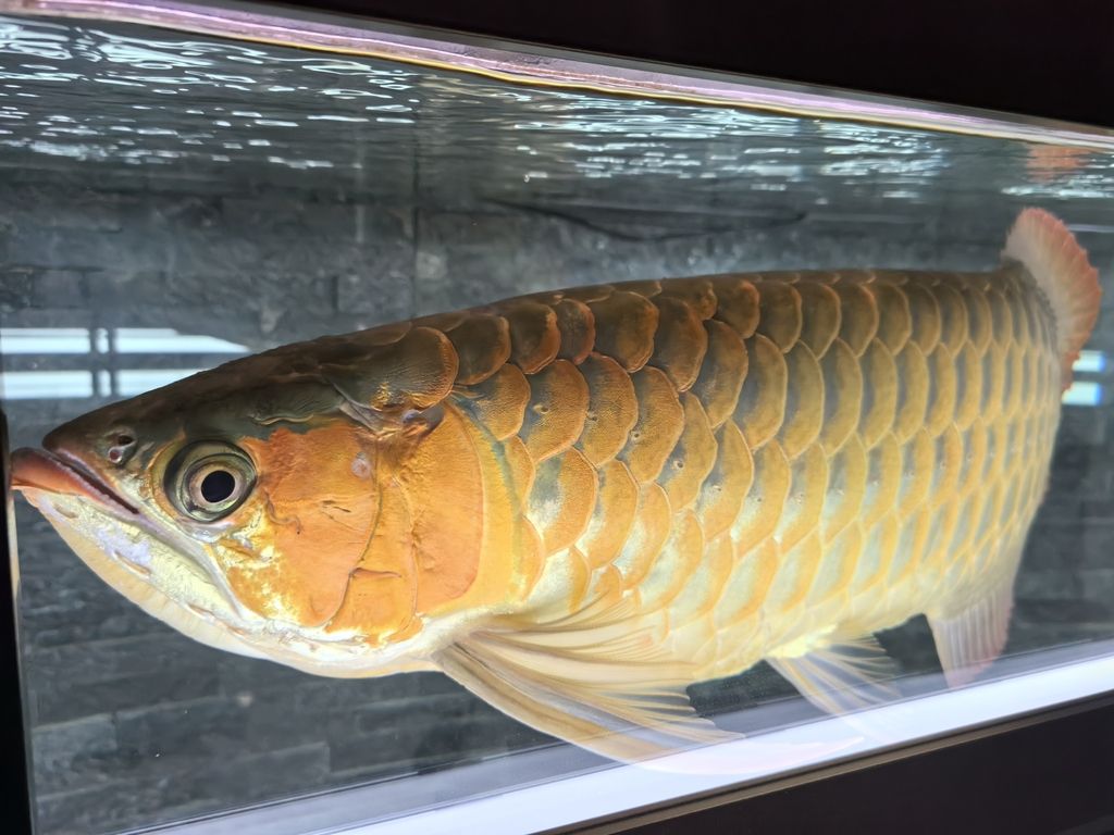 第一天上側燈 龍魚論壇 第8張 第一天上側燈 第一天上側燈 龍魚論壇 第8張