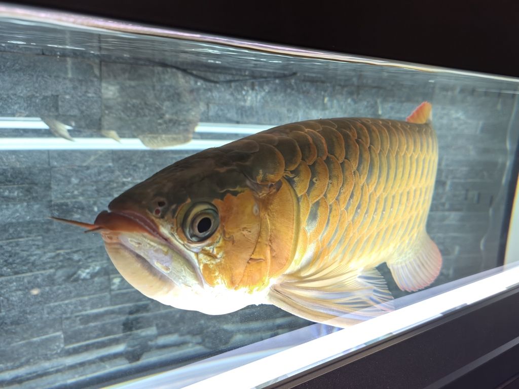 第一天上側燈 龍魚論壇 第9張 第一天上側燈 第一天上側燈 龍魚論壇 第9張