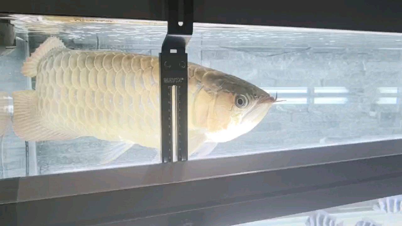 搬家后上側燈
