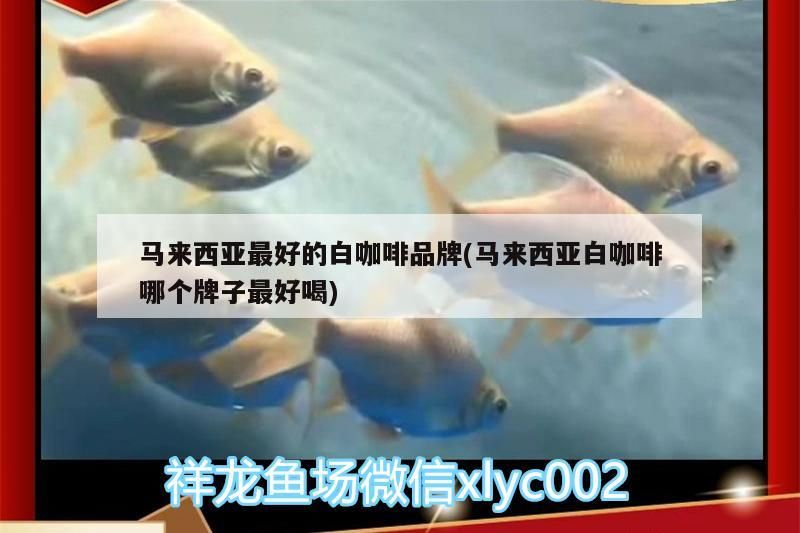 馬來西亞最好的白咖啡品牌(馬來西亞白咖啡哪個牌子最好喝)