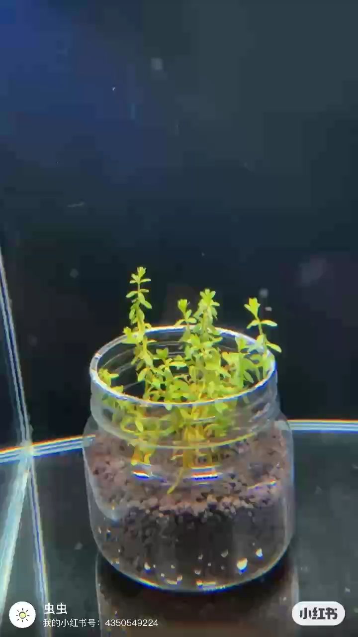 是小寶塔嗎