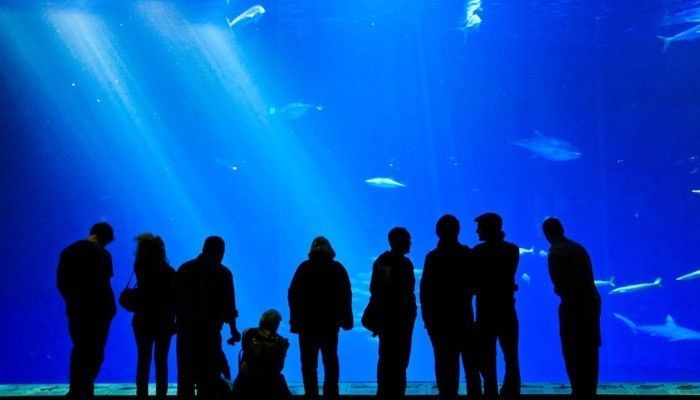 哪的水族館好：上海海洋水族館