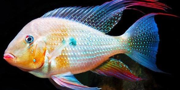 元寶鳳凰魚和朱八利魚的對比區別圖視頻：元寶鳳凰魚和朱八利魚對比區別圖/視頻
