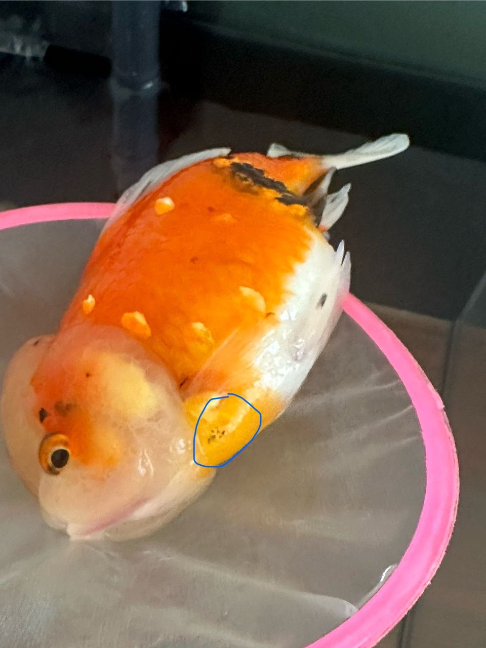 腮下面鱗上面有黑點兒是什么原因啊？水質不好么？應該怎么辦？求大神指導[peifu]