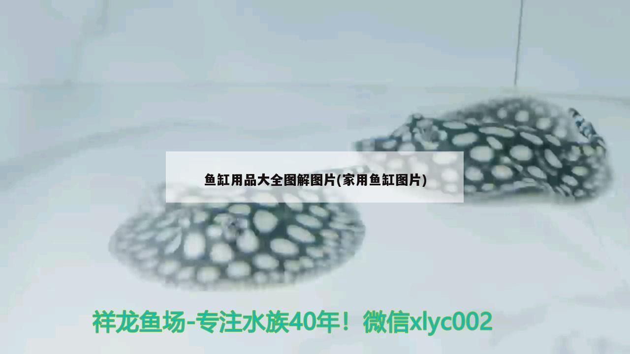 魚缸青龍石是什么石頭（青龍石比一般的石頭輕嗎）