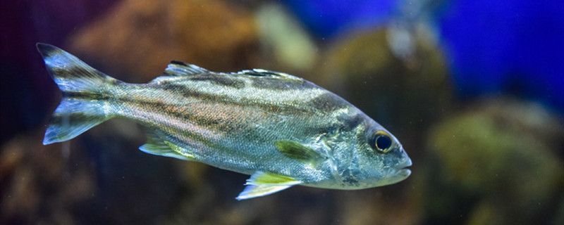 魚缸怎么養(yǎng)胖頭魚視頻大全（胖頭魚在魚缸養(yǎng)可以嗎）