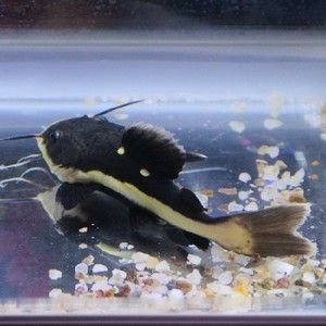 狗仔（招財(cái)貓)魚(yú)苗（招財(cái)貓魚(yú)是一種受歡迎的熱帶觀賞魚(yú)是一種受歡迎的熱帶觀賞魚(yú)）