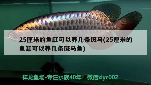 25厘米的魚(yú)缸可以養(yǎng)幾條斑馬(25厘米的魚(yú)缸可以養(yǎng)幾條斑馬魚(yú))