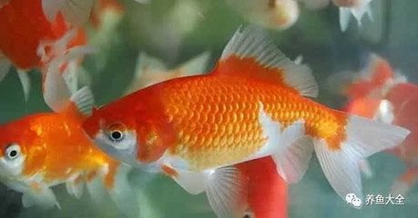 觀賞魚金魚為什么不能吃了（為什么金魚不能食用）