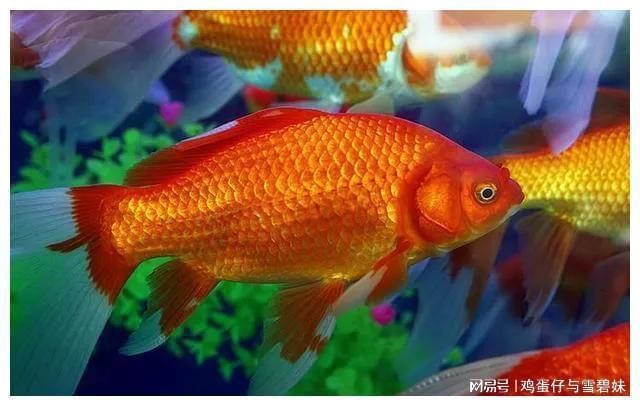 觀賞魚金魚為什么不能吃了（為什么金魚不能食用）