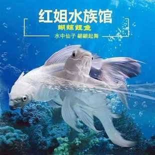 15厘米的普身蝴蝶鯉魚什么樣子（15厘米的普身蝴蝶鯉魚在外觀、體型和特征上具有以下特點：特征）