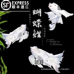 15厘米的普身蝴蝶鯉魚什么樣子（15厘米的普身蝴蝶鯉魚在外觀、體型和特征上具有以下特點：特征）