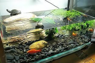 60的魚(yú)缸養(yǎng)幾條魚(yú)：60厘米的魚(yú)缸適合養(yǎng)什么魚(yú)