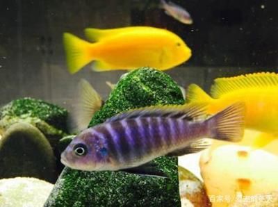 60的魚(yú)缸養(yǎng)幾條魚(yú)：60厘米的魚(yú)缸適合養(yǎng)什么魚(yú)