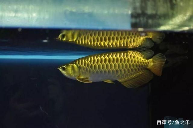 過(guò)背金龍魚成長(zhǎng)過(guò)程圖片：關(guān)于過(guò)背金龍魚成長(zhǎng)過(guò)程圖片詳情