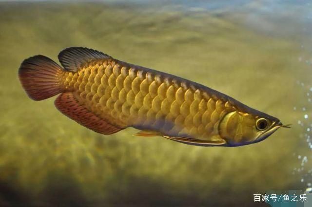 過(guò)背金龍魚成長(zhǎng)過(guò)程圖片：關(guān)于過(guò)背金龍魚成長(zhǎng)過(guò)程圖片詳情