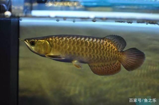 過(guò)背金龍魚成長(zhǎng)過(guò)程圖片：關(guān)于過(guò)背金龍魚成長(zhǎng)過(guò)程圖片詳情