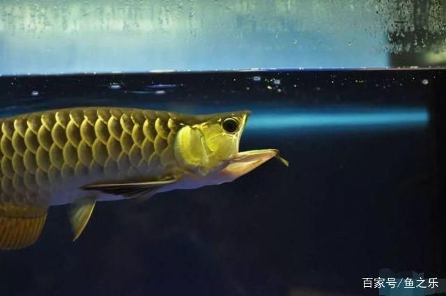 過(guò)背金龍魚成長(zhǎng)過(guò)程圖片：關(guān)于過(guò)背金龍魚成長(zhǎng)過(guò)程圖片詳情