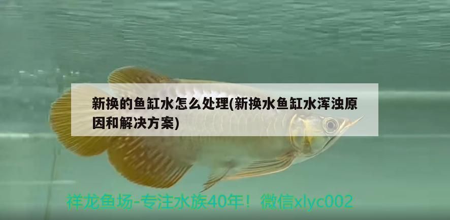 新換的魚缸水怎么處理(新換水魚缸水渾濁原因和解決方案)