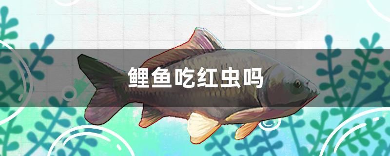 怎么給魚缸換水方便（ 如何給魚缸換水簡單）