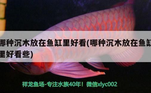 哪種沉木放在魚缸里好看(哪種沉木放在魚缸里好看些)
