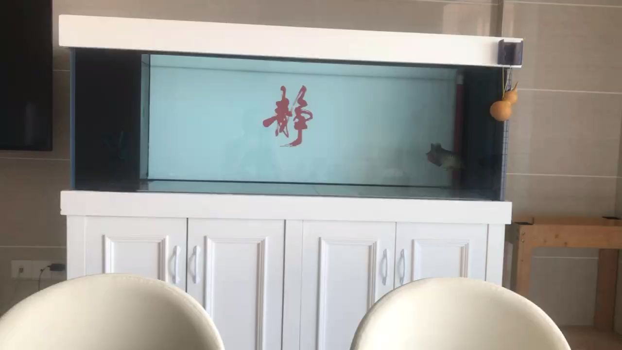 魚缸過濾器選購指南:自制魚缸過濾器魚缸上置過濾器對于養魚愛好者的必備知識 回來兩天狀態慢慢上來了 龍魚論壇 回來兩天狀態慢慢上來了 回來兩天狀態慢慢上來了 龍魚論壇