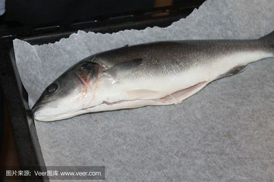 狗鯊魚（海洋生態保護狗鯊魚的營養價值解析狗鯊魚的營養價值）