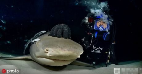 狗鯊魚（海洋生態保護狗鯊魚的營養價值解析狗鯊魚的營養價值）