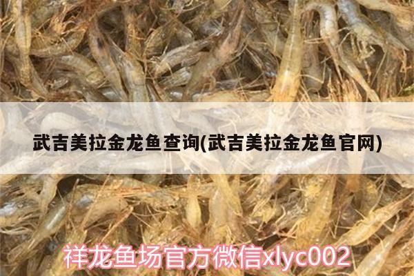 紅龍魚 武吉美拉金龍魚查詢(武吉美拉金龍魚官網) 武吉美拉金龍魚 武吉美拉金龍魚查詢(武吉美拉金龍魚官網) 武吉美拉金龍魚查詢(武吉美拉金龍魚官網) 武吉美拉金龍魚