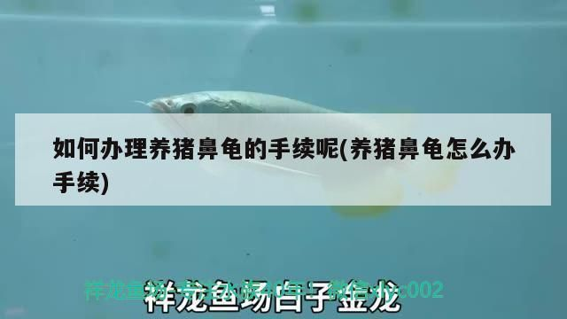 豬鼻龜有證書嗎：養殖豬鼻龜需要什么手續