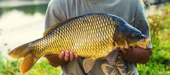 高端淡水觀賞魚有哪些品種（淡水觀賞魚的繁殖與遺傳學） 高端淡水觀賞魚有哪些品種（淡水觀賞魚的繁殖與遺傳學） 印尼大湖漁場產業聯盟 第4張