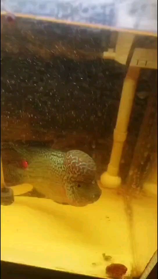 泰金爆頭