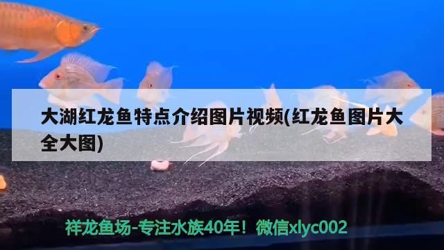大湖紅龍魚特點介紹圖片視頻(紅龍魚圖片大全大圖)