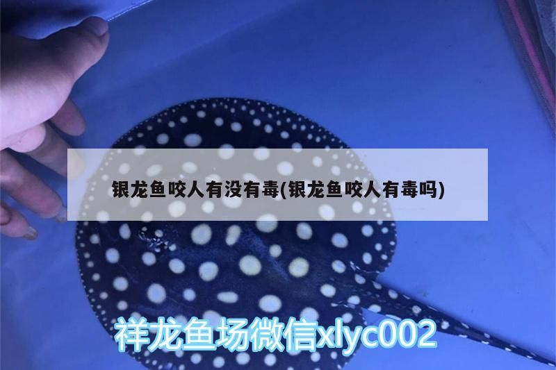銀龍魚咬人有沒有毒(銀龍魚咬人有毒嗎) 銀龍魚咬人有沒有毒(銀龍魚咬人有毒嗎) 銀龍魚百科