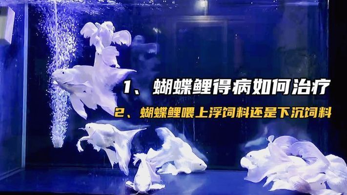 蝴蝶鯉應該喂沉料還是浮料（關于蝴蝶鯉飼料選擇（浮料vs沉料）需結合魚的習性、水質管理及飼養(yǎng)目標綜合判斷）