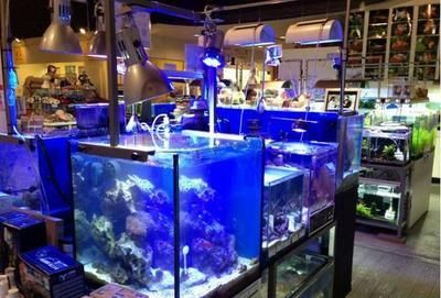 海水觀賞魚店名字（關(guān)于海水觀賞魚店名字的建議） 海水觀賞魚店名字（關(guān)于海水觀賞魚店名字的建議） 印尼大湖漁場(chǎng)產(chǎn)業(yè)聯(lián)盟 第4張