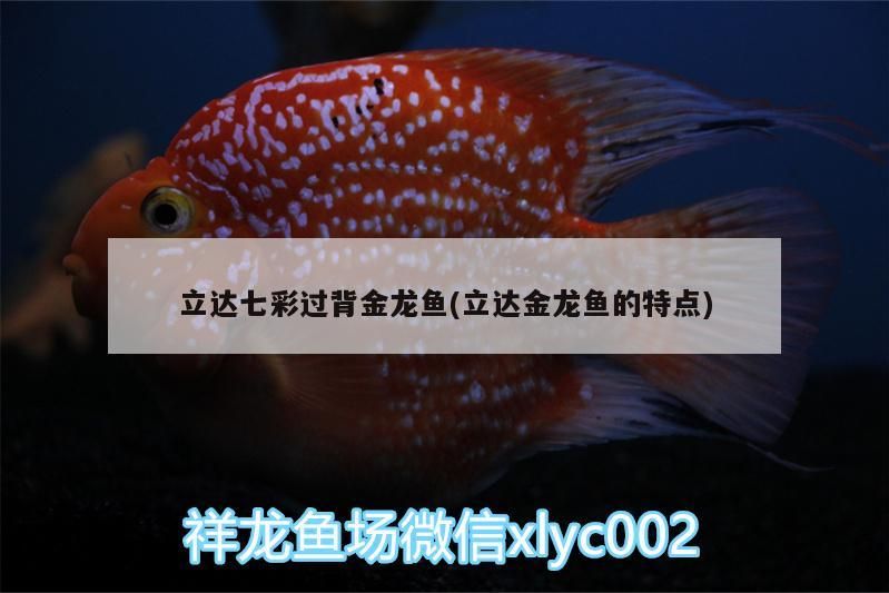 飼料 立達七彩過背金龍魚(立達金龍魚的特點) 立達金龍魚 立達七彩過背金龍魚(立達金龍魚的特點) 立達七彩過背金龍魚(立達金龍魚的特點) 立達金龍魚