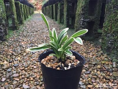 元寶鳳凰長的快嗎還是慢：元寶鳳凰的成長速度