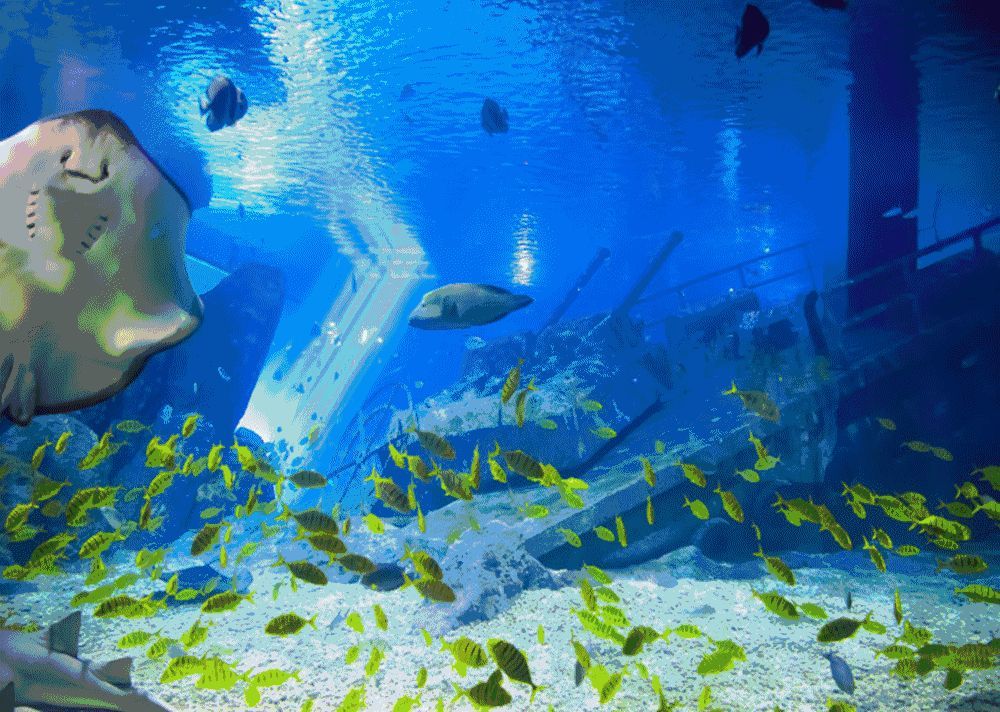 水族館動態壁紙高清（水族館動態壁紙） 水族館動態壁紙高清（水族館動態壁紙） 水族館百科（水族館加盟） 第4張