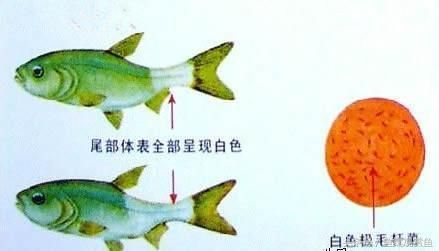 水族館全景：青島水族館歷史沿革