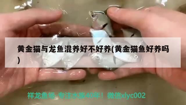 黃金貓與龍魚混養好不好養(黃金貓魚好養嗎)