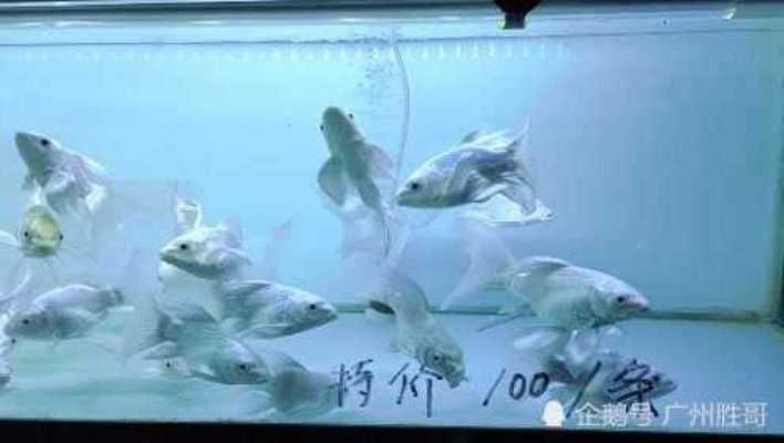 蝴蝶鯉多少錢一條（蝴蝶鯉養殖技術）
