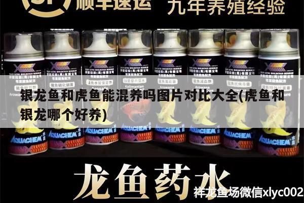銀龍魚和虎魚能混養嗎圖片對比大全(虎魚和銀龍哪個好養)