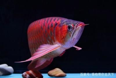 熱帶魚紅龍魚怎么養：紅龍魚養殖注意事項，紅龍魚繁殖注意事項，