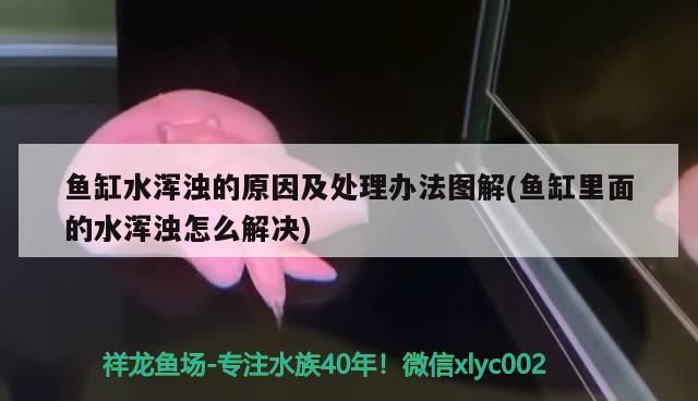 金龍魚原香稻5kg圖片（金龍魚原稻香米一箱多少袋）