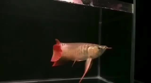 大湖紅龍魚與普通紅龍的區別圖片：大湖紅龍魚與普通紅龍魚的區別