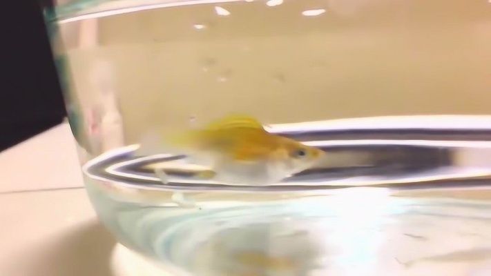 紅太陽觀賞魚生小魚（紅太陽觀賞魚如何繁殖）