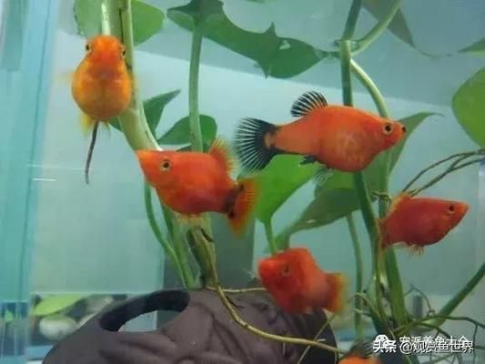 紅太陽觀賞魚生小魚（紅太陽觀賞魚如何繁殖）