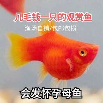 紅太陽觀賞魚生小魚（紅太陽觀賞魚如何繁殖）